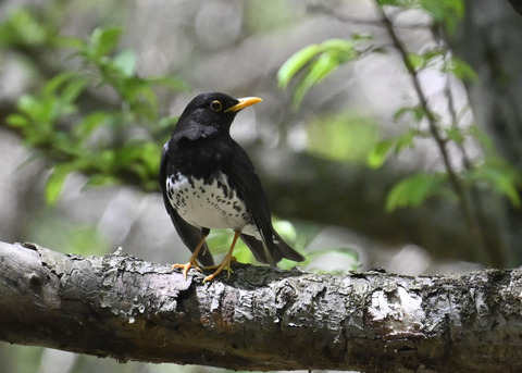 クロツグミ♂3603
