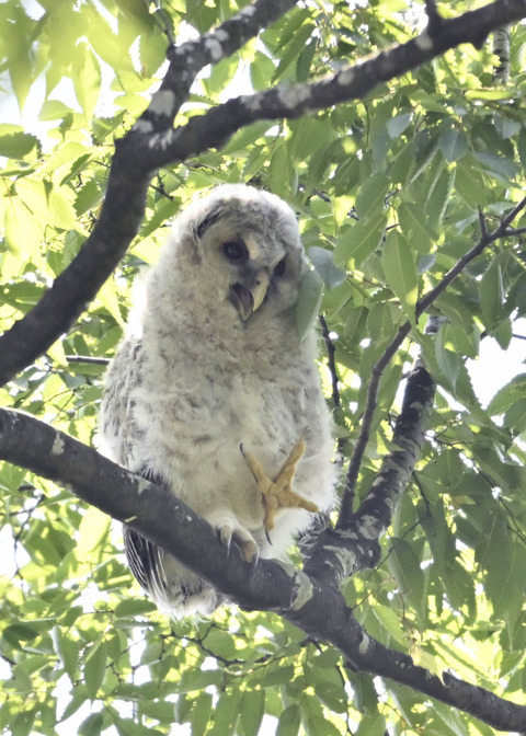 フクロウのヒナ6715