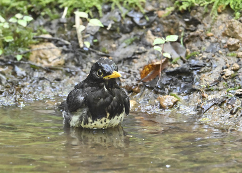 クロツグミ♂4017