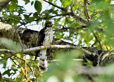 ジュウイチ幼鳥2926