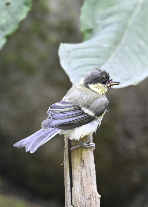 シジュウカラ幼鳥6697