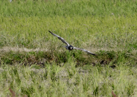 大陸型チュウヒ♂5980