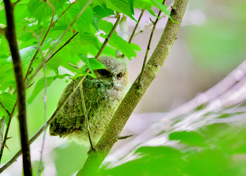 オオコノハズクのヒナ③4218