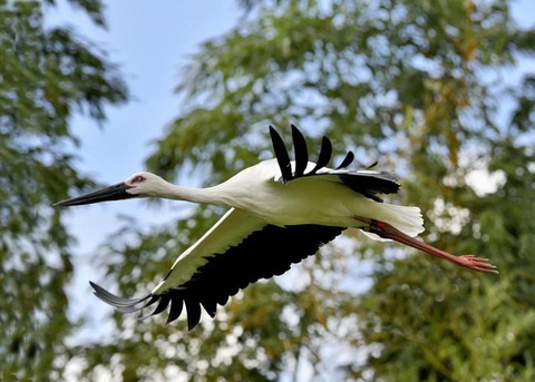 飛ぶ・コウノトリ3095