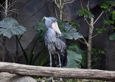 ハシビロコウ♀2758