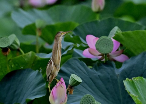 ヨシゴイ♀9241