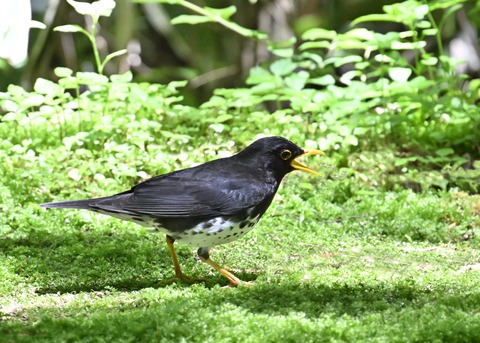 クロツグミ♂3726