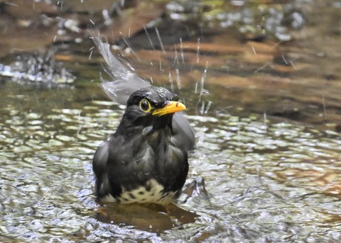 クロツグミ♂5051