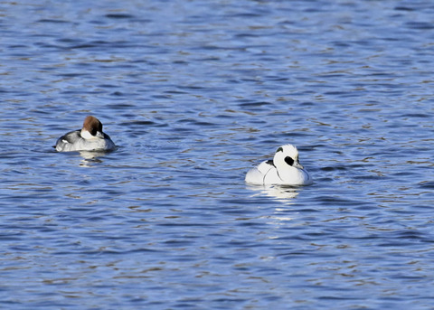 ミコアイサ♂♀4475