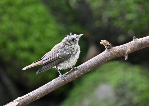 キビタキ幼鳥1206