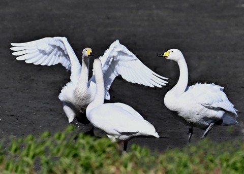 オオハクチョウ2280