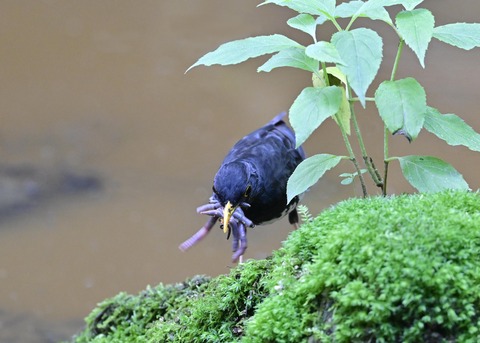 クロツグミ♂8488