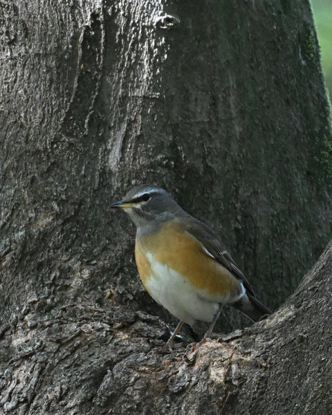 マミチャジナイ0705