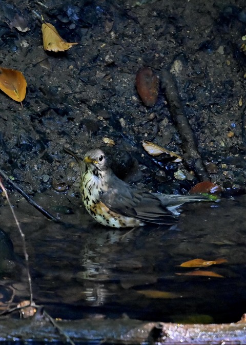 クロツグミ♀1502