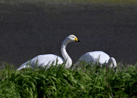 オオハクチョウ8288