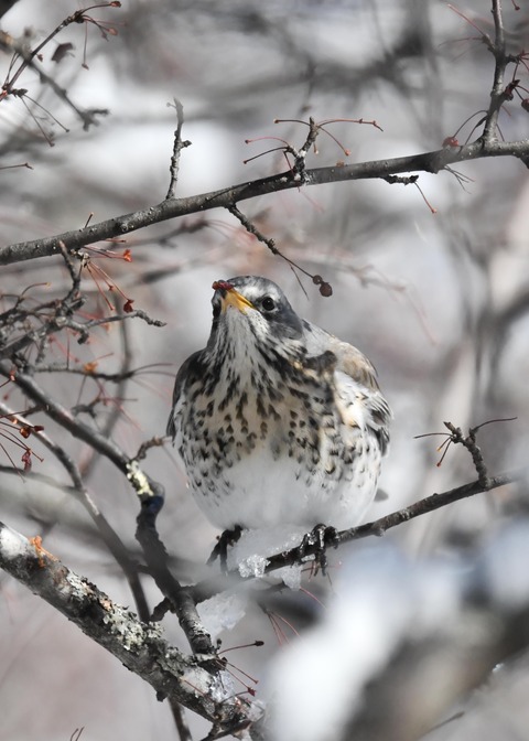 ノハラツグミ3565