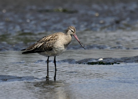 オオソリハシシギ幼鳥2473