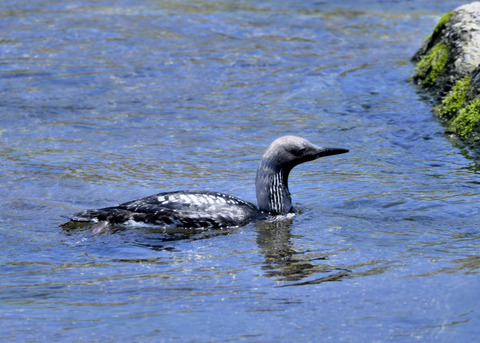 シロエリオオハム夏羽8779