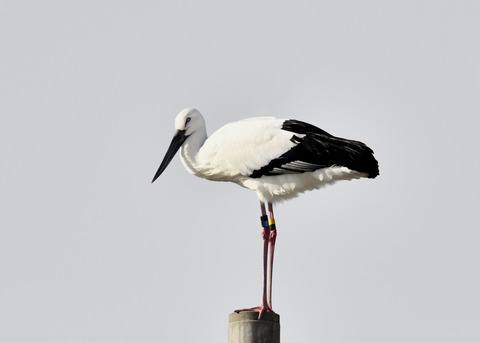 コウノトリ(ひかる)7273