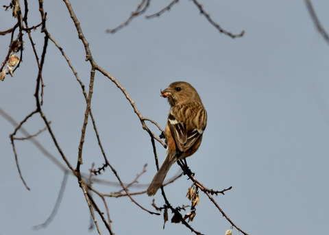 ベニマシコ♀3399