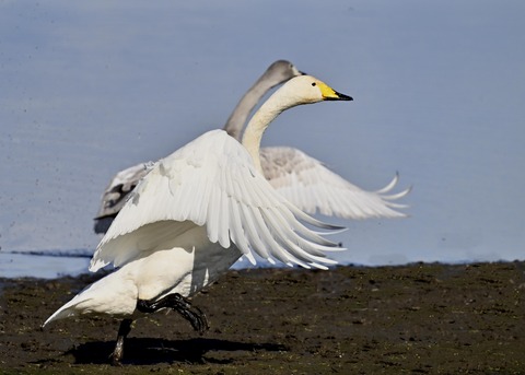 オオハクチョウ3217