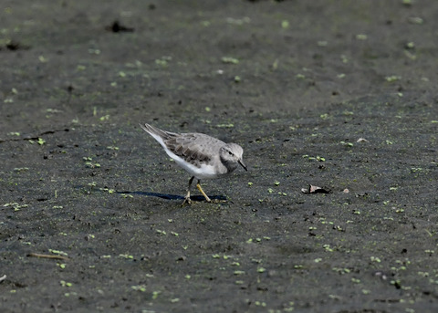 オジロトウネン5003