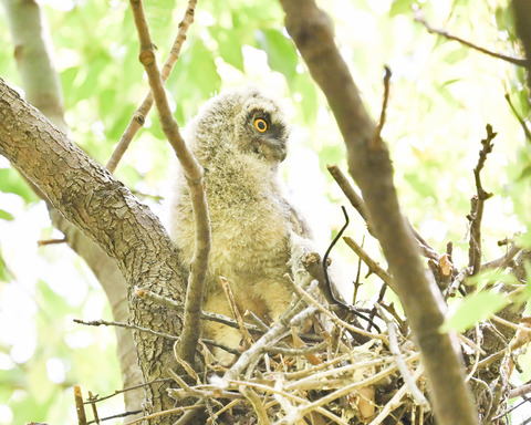 トラフズクのひな②2630