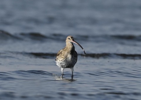 ダイシャクシギ0218