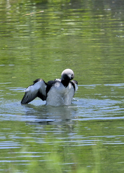 羽ばたく・シロエリオオハム9384