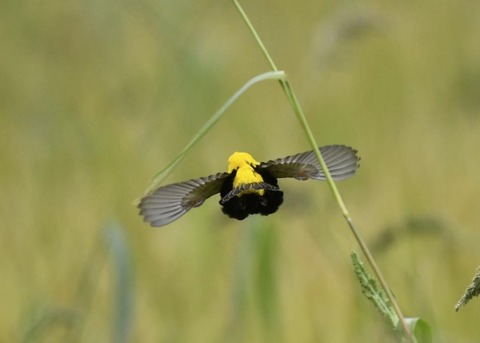 オウゴンチョウ1401○