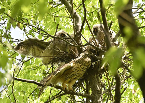 トラフズク♀2623