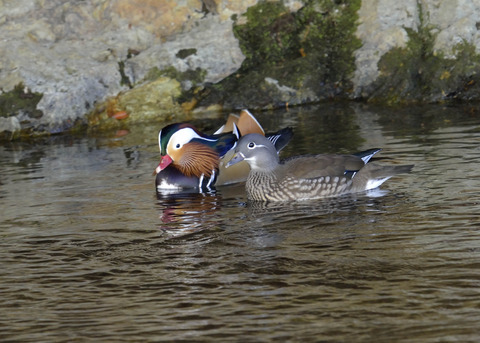 オシドリ・ペアー2823