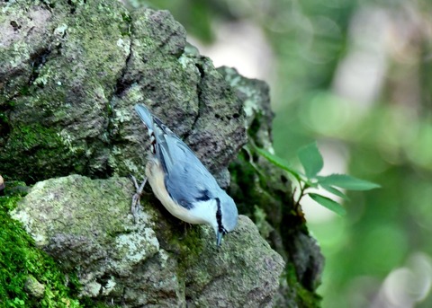 ゴジュウカラ4385