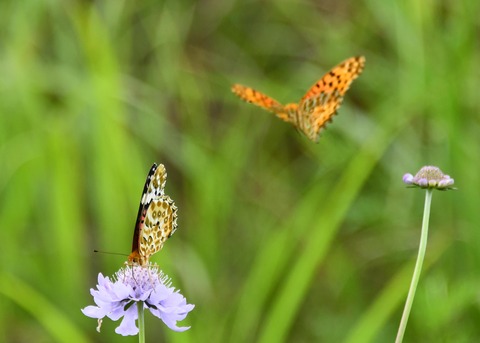 ツマグロヒョウモン2962