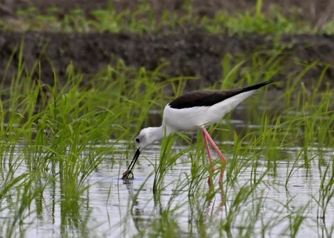 餌捕りセイタカシギ♀0077