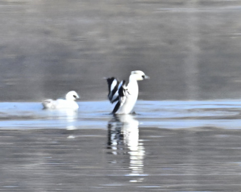 羽ばたくミコアイサ♂4558