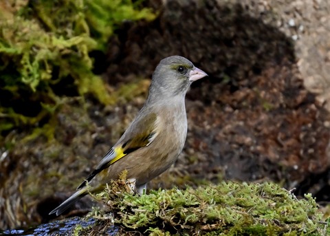 オオカワラヒワ7093