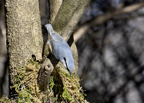 ゴジュウカラ7600