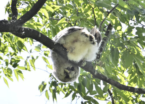 フクロウのヒナ6796