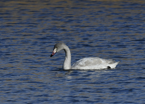 オオハクチョウ若鳥8649