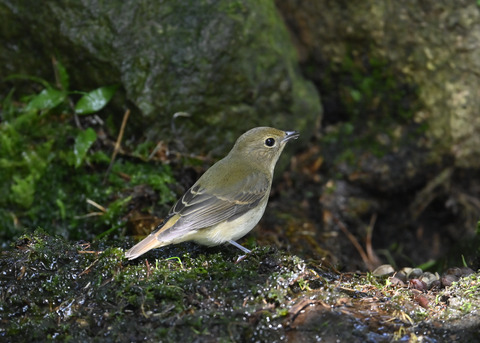 キビタキ♀3226