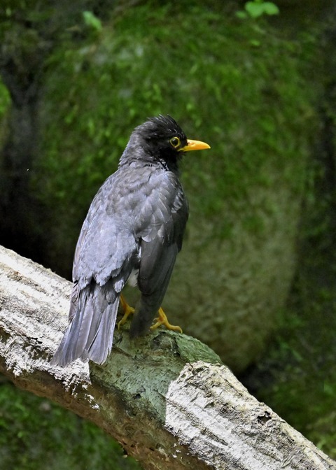 クロツグミ♂5665