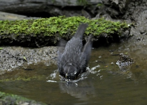 クロツグミ♂9479