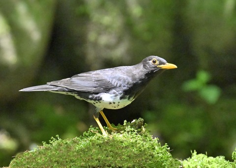 クロツグミ♂5503