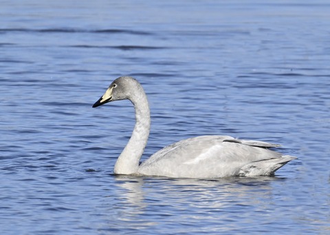 オオハクチョウ幼鳥3249