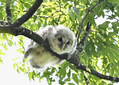 フクロウのヒナ6082