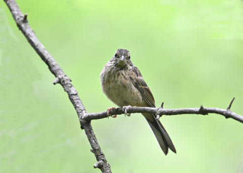 ホオジロ幼鳥3395