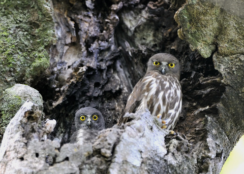 アオバズクのヒナ8658