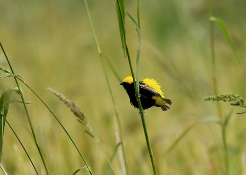 オウゴンチョウ1305