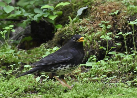 クロツグミ♂2706